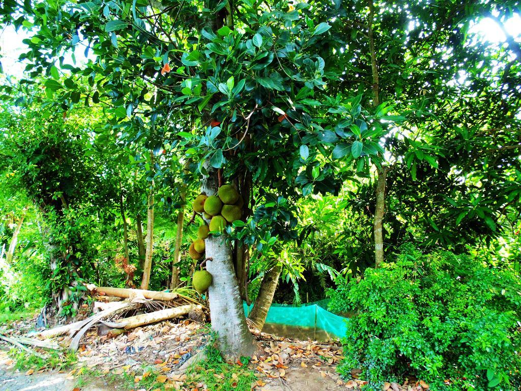 Flower & Frog Homestay Sa Dec Exterior photo